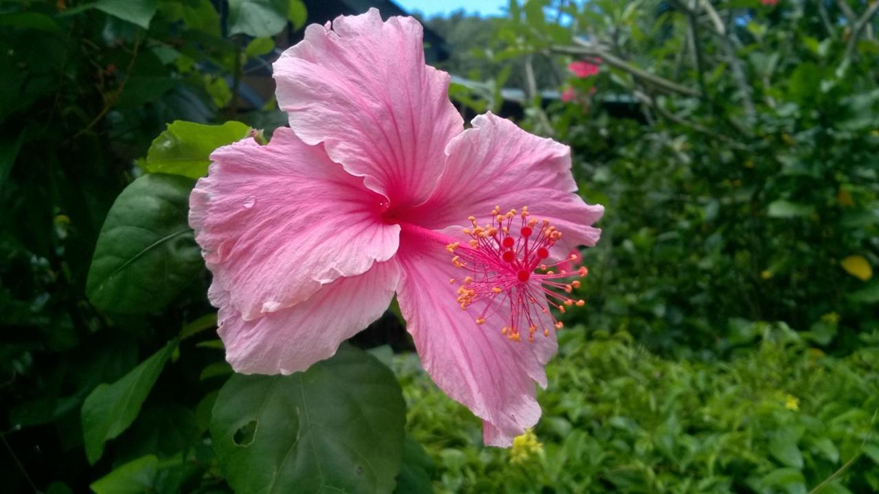 La Bel Zilwaz Guesthouse ลาดิก ภายนอก รูปภาพ